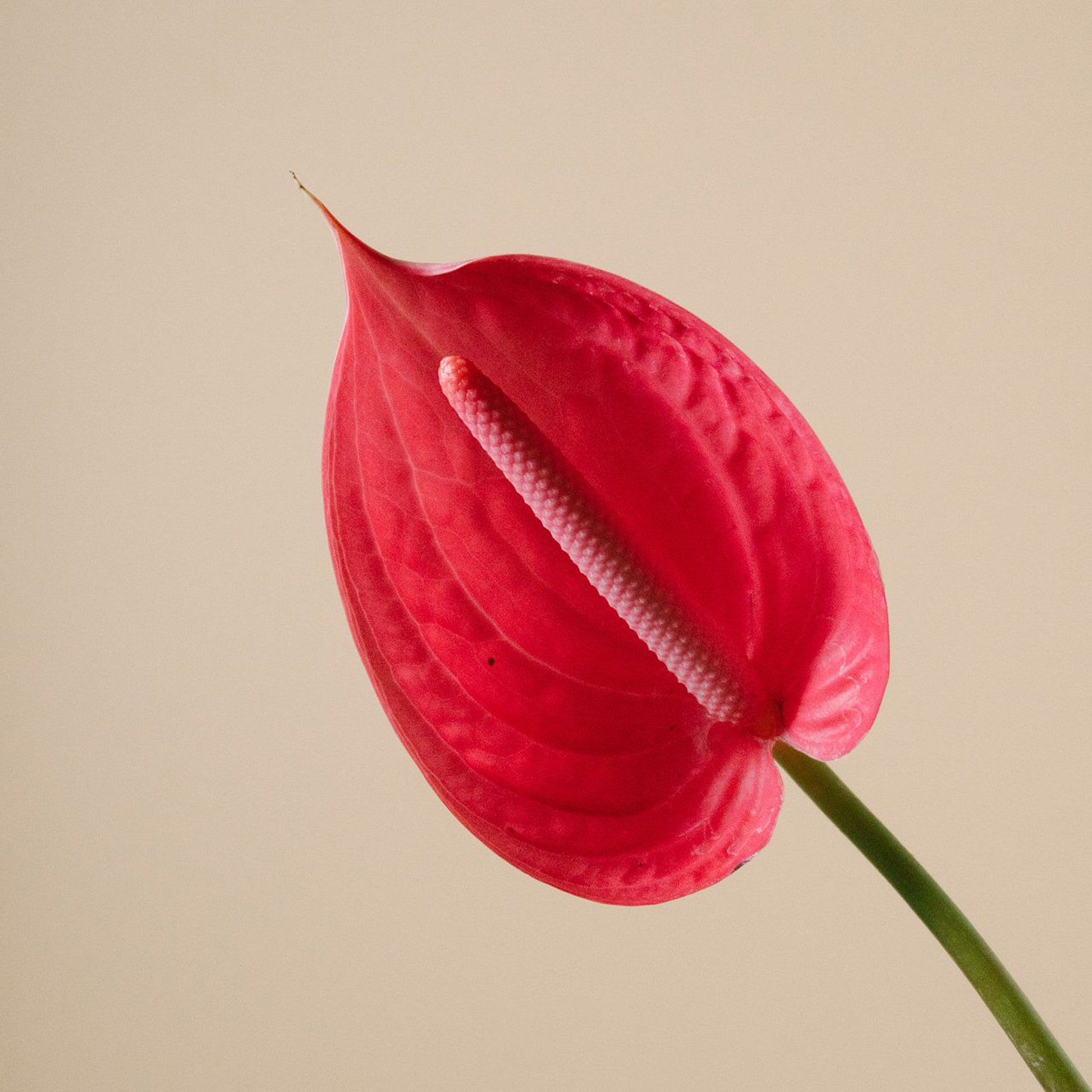 Anthurium - Pink (5 Stems) - Laflora.ae