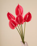 Anthurium - Pink (5 Stems) - Laflora.ae