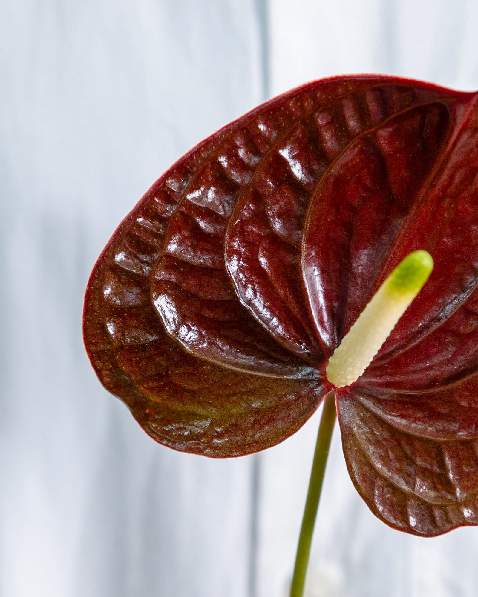 Anthurium - Tropic Night (5 Stems) - Laflora.ae