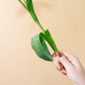 Tulips - Pink (10 Stems) - Laflora.ae