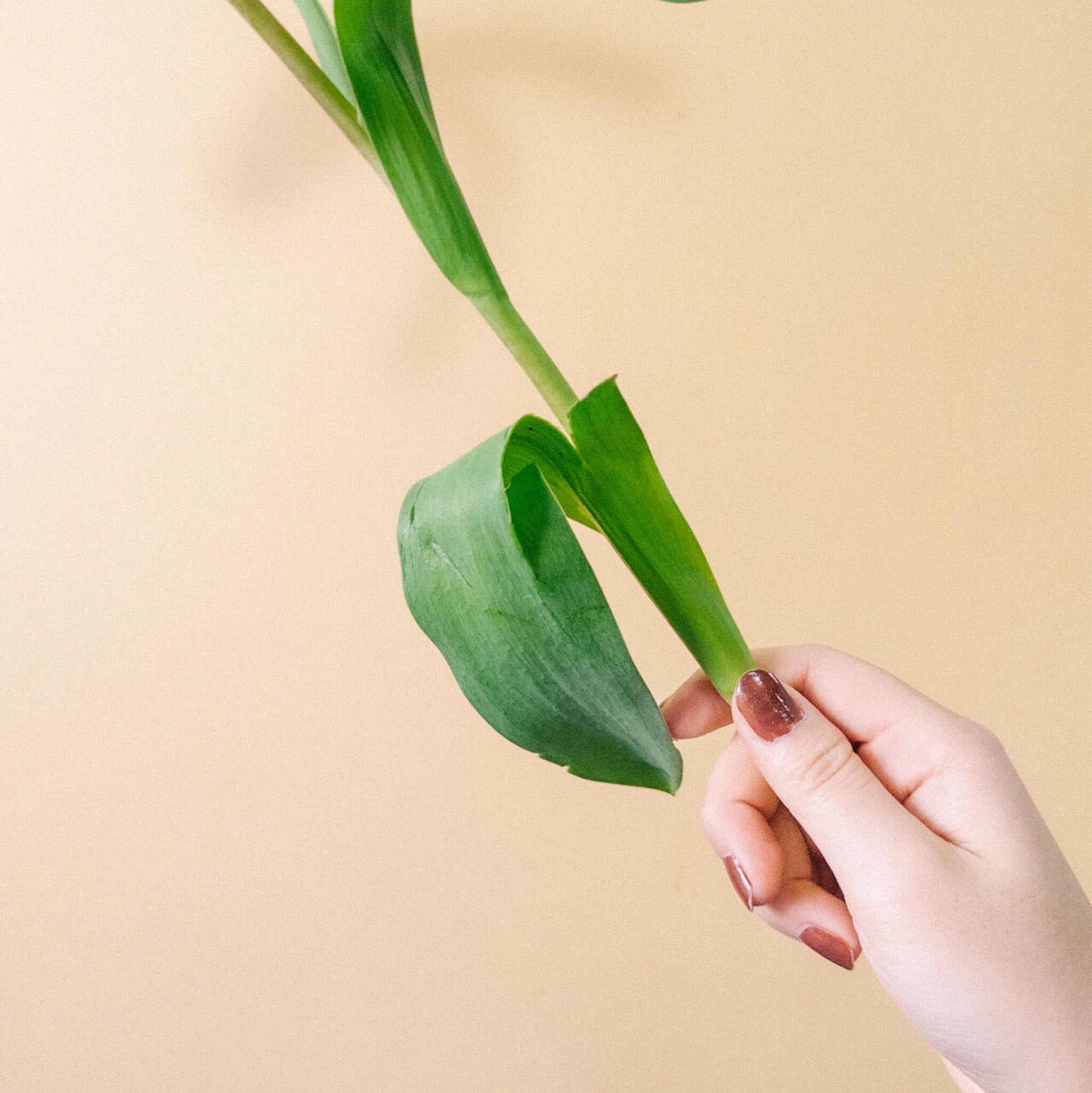 Tulips - Pink (10 Stems) - Laflora.ae