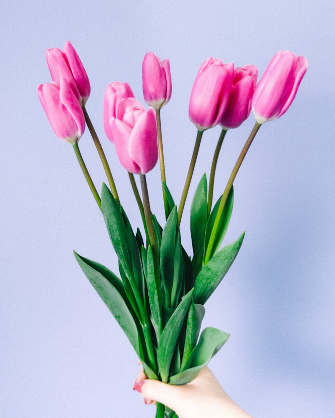 Tulips - Pink (10 Stems) - Laflora.ae