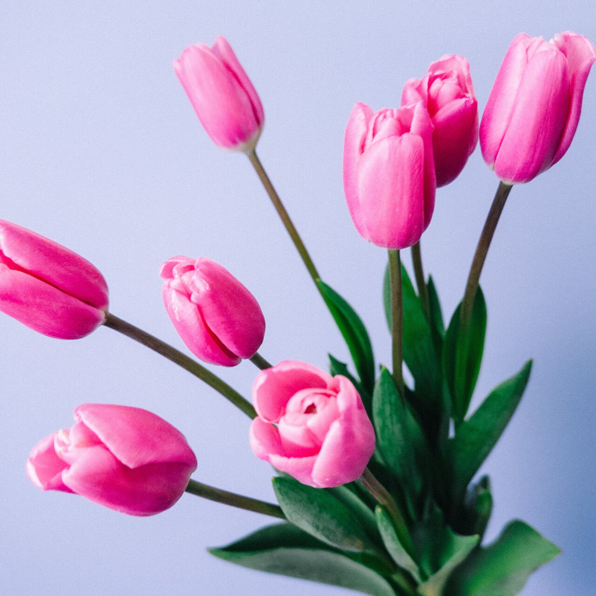 Tulips - Pink (10 Stems) - Laflora.ae