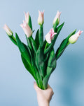Tulips - Pink Dynasty (10 Stems) - Laflora.ae