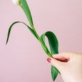 Tulips - Double Pink Princess (20 Stems) - Laflora.ae