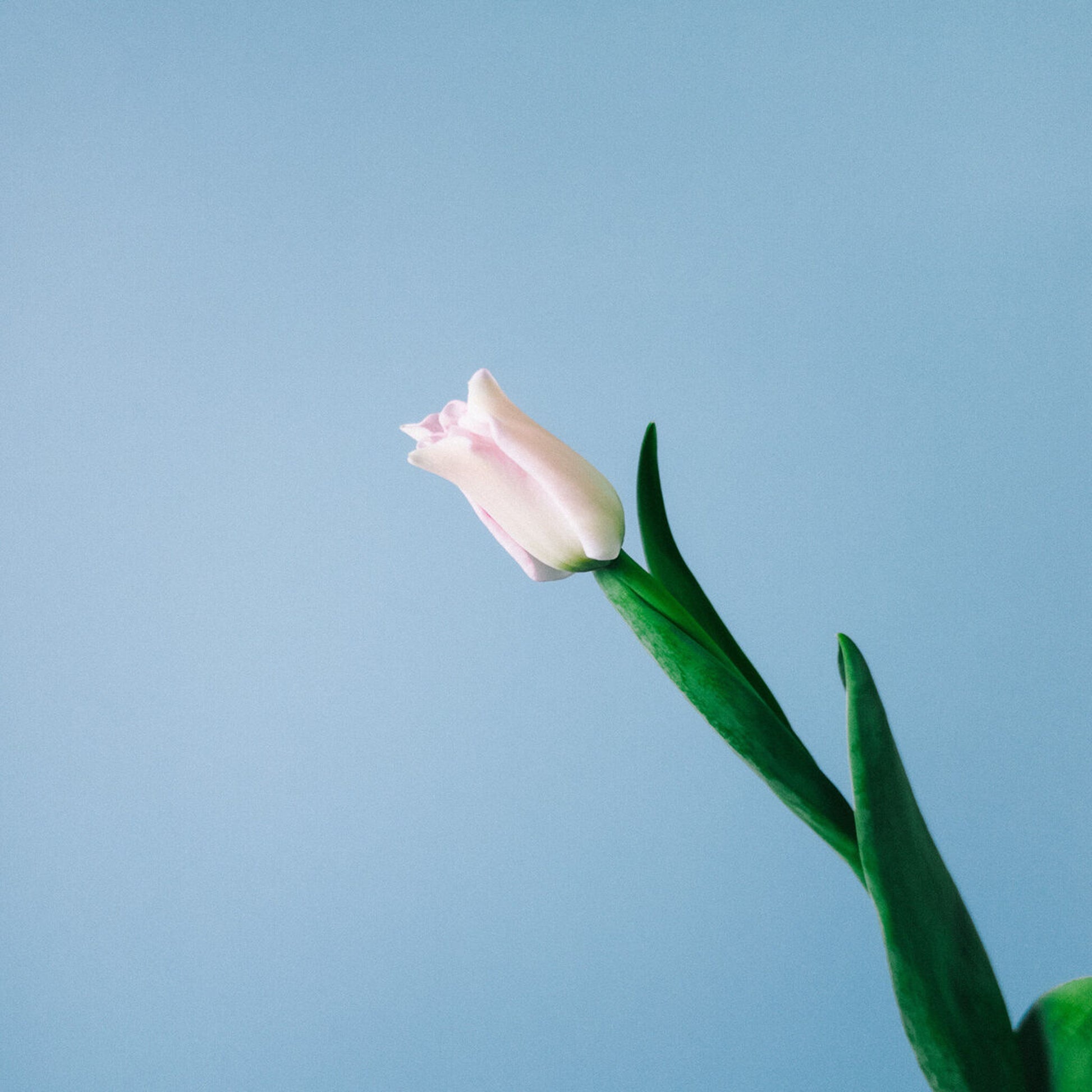 Tulips - Pink Dynasty (10 Stems) - Laflora.ae