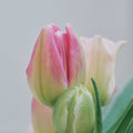 Tulips - Pink Mix (20 Stems) - Laflora.ae
