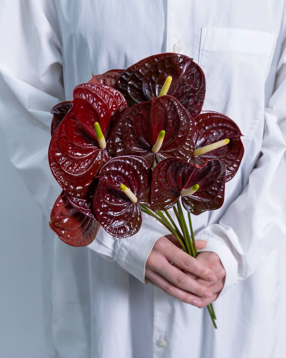 Anthurium - Tropic Night (5 Stems) - Laflora.ae