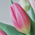 Tulips - Pink Mix (20 Stems) - Laflora.ae