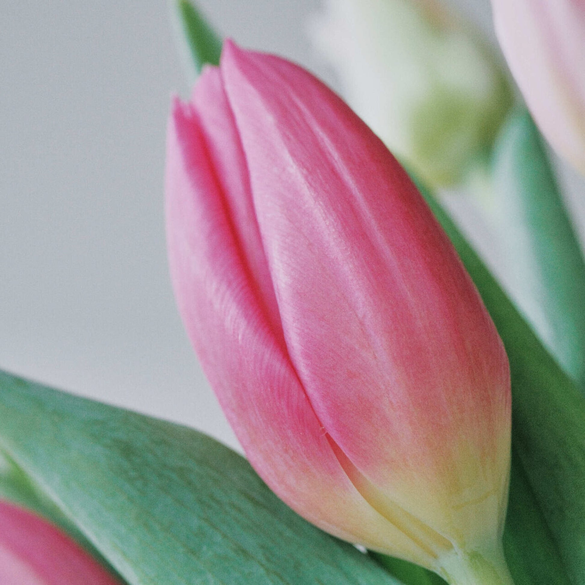 Tulips - Pink Mix (20 Stems) - Laflora.ae