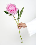 Sarah Bernhardtt Peonies - Laflora.ae