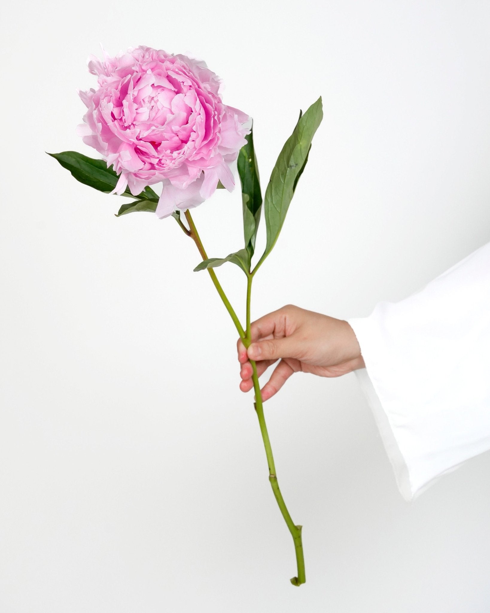 Sarah Bernhardtt Peonies - Laflora.ae