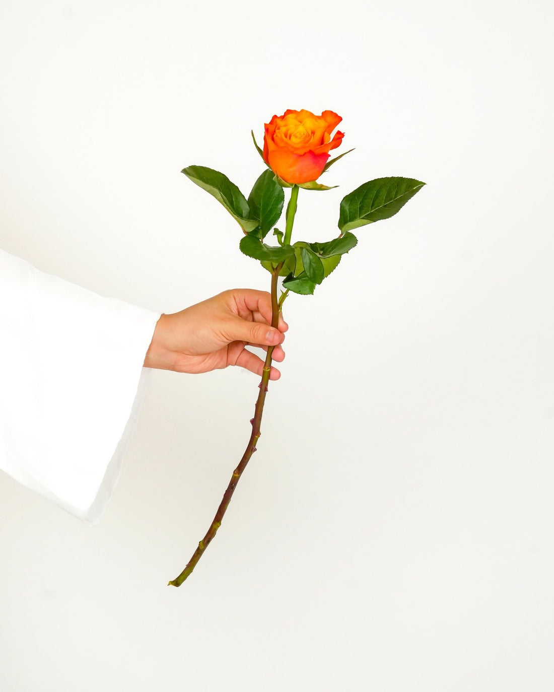 Orange Rose - Confidential - Laflora.ae