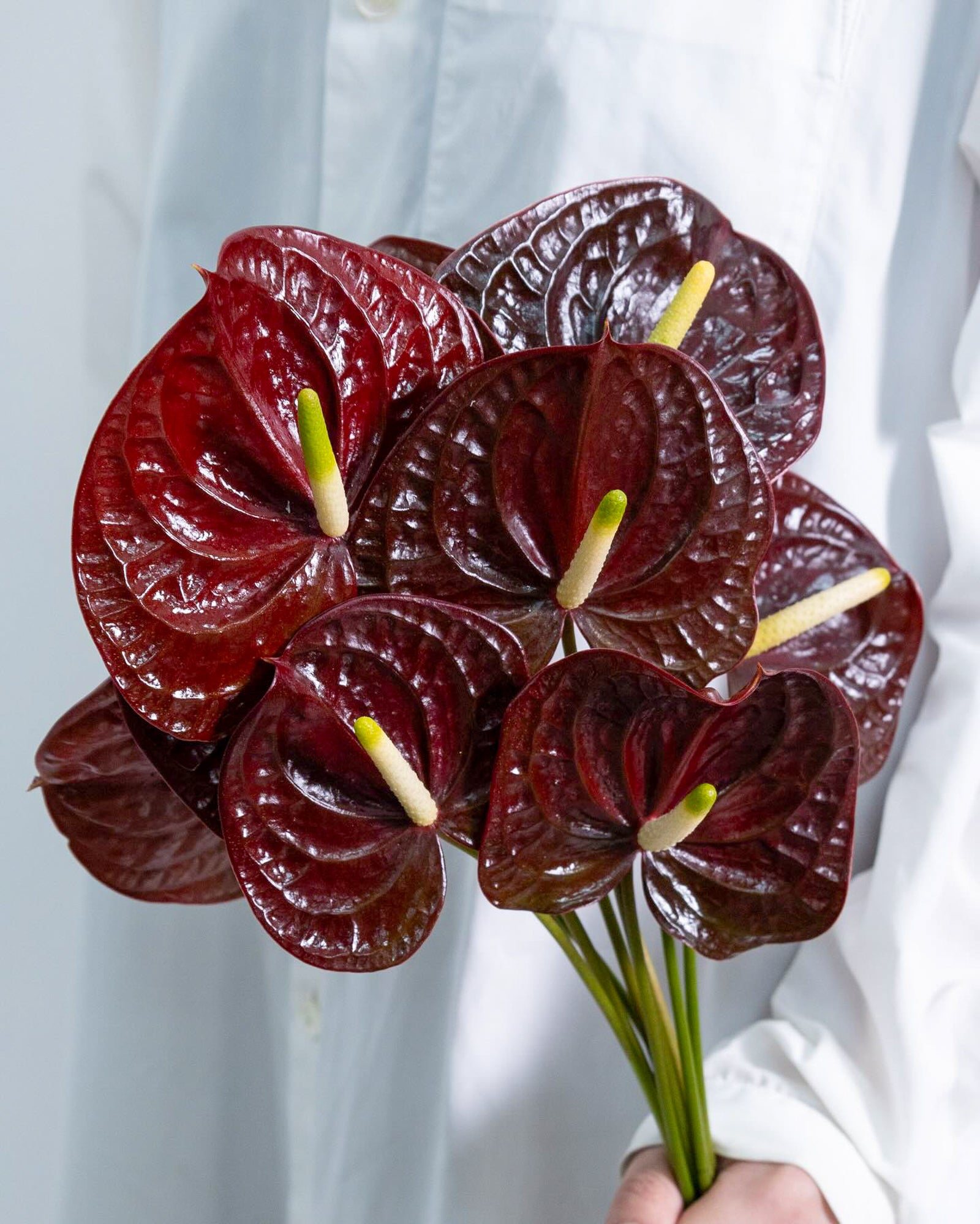Anthurium - Tropic Night (5 Stems) - Laflora.ae
