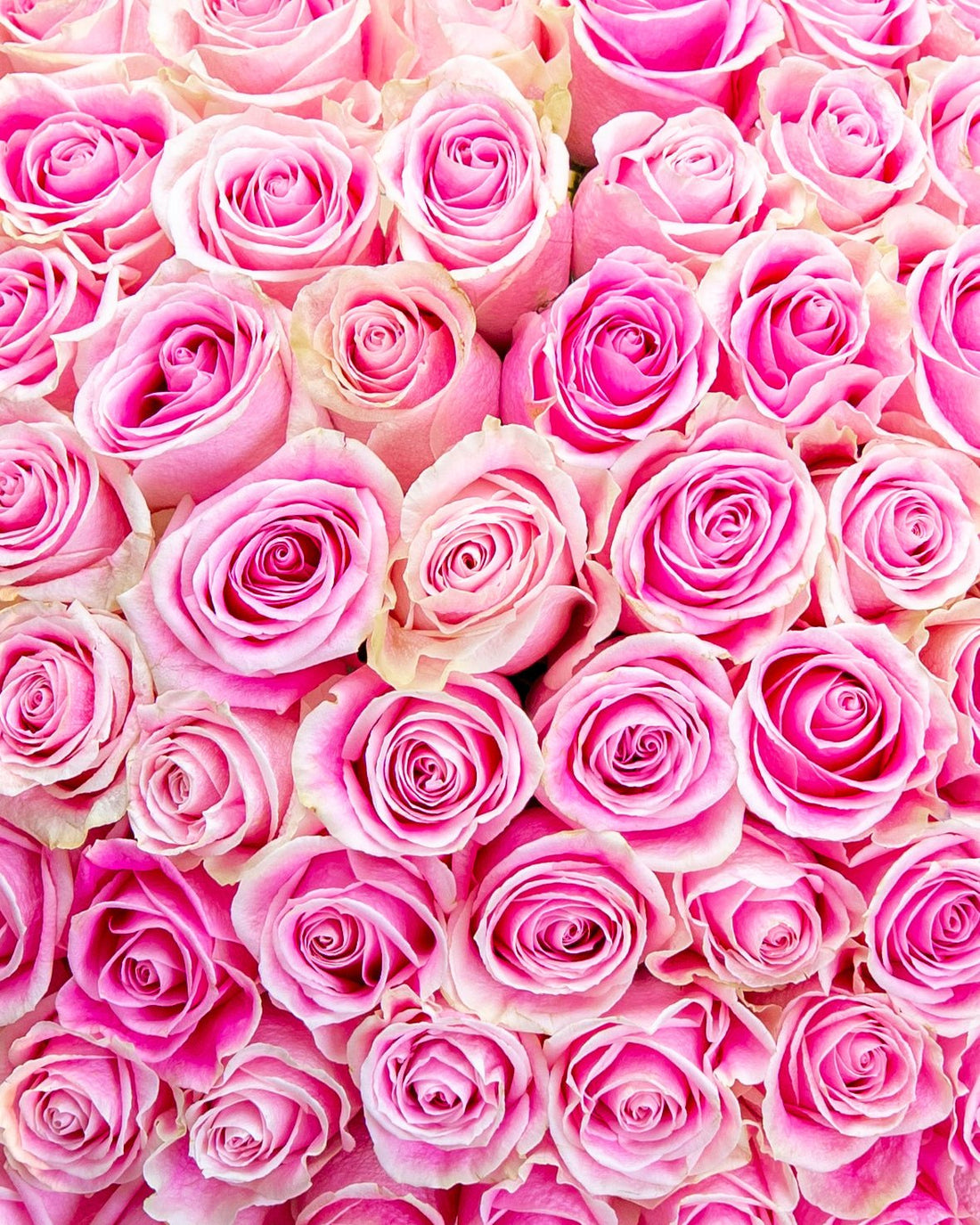 50 Pink Roses Luxury Box - Laflora.ae