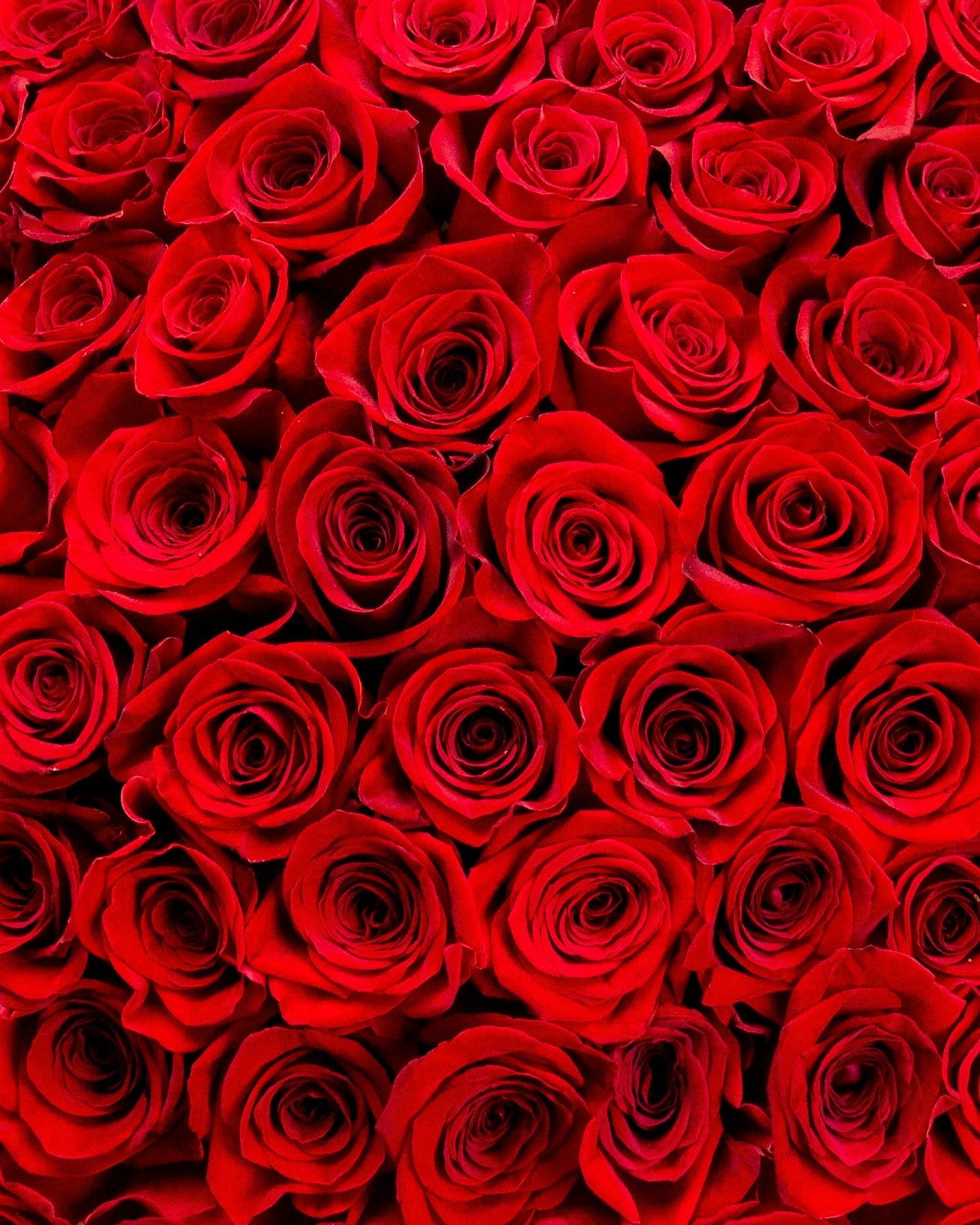 500 Red Roses Luxury Box - Laflora.ae