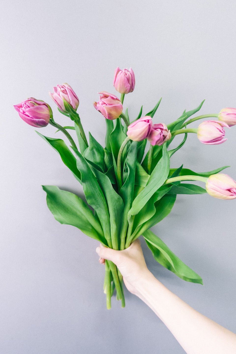 Tulips - Double Pink Princess (20 Stems) - Laflora.ae