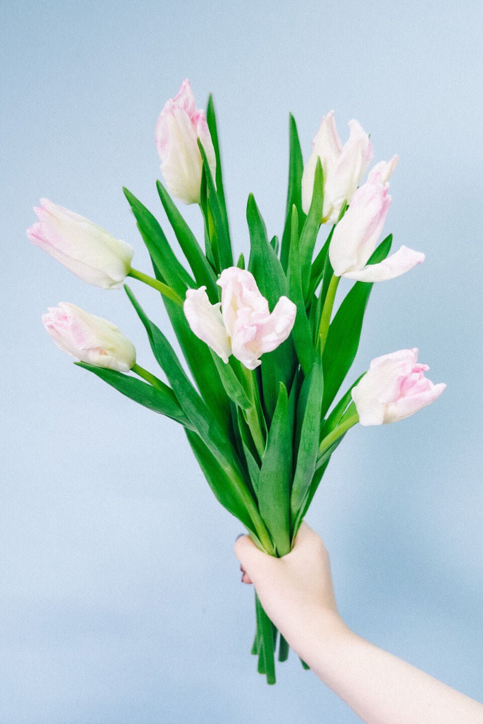 Tulips - Parrot Cabana (10 Stems) - Laflora.ae