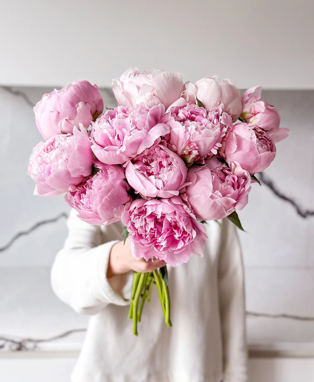 Sarah Bernhardtt Peonies - Laflora.ae