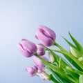 Tulips - Violet Twilight (10 Stems) - Laflora.ae