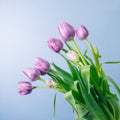 Tulips - Violet Twilight (10 Stems) - Laflora.ae