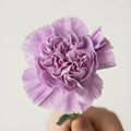 Carnation - Lavender (25 Stems) - Laflora.ae