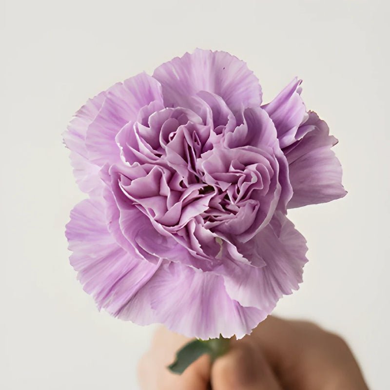 Carnation - Lavender (25 Stems) - Laflora.ae