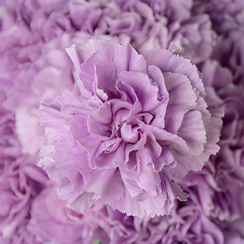 Carnation - Lavender (25 Stems) - Laflora.ae