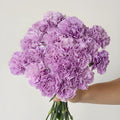 Carnation - Lavender (25 Stems) - Laflora.ae