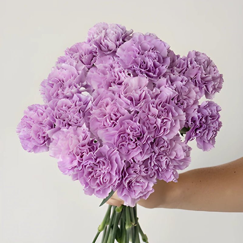 Carnation - Lavender (25 Stems) - Laflora.ae