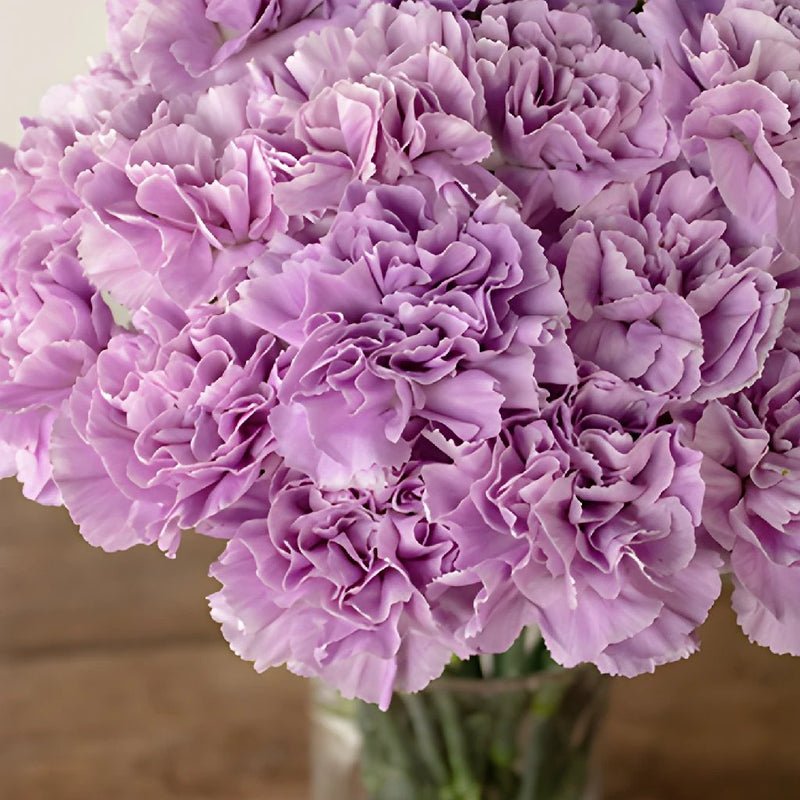 Carnation - Lavender (25 Stems) - Laflora.ae
