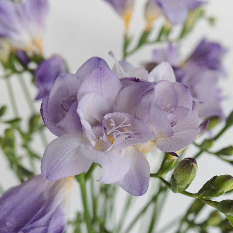 Lavender Freesia - (10 Stems) - Laflora.ae
