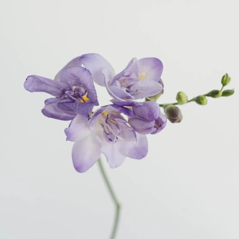 Lavender Freesia - (10 Stems) - Laflora.ae