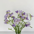 Lavender Freesia - (10 Stems) - Laflora.ae