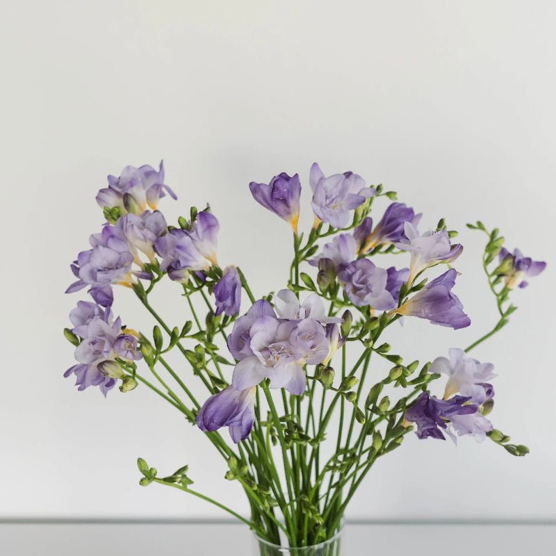 Lavender Freesia - (10 Stems) - Laflora.ae
