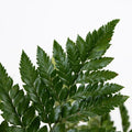 Leather Leaf (2 Bunch) - Laflora.ae