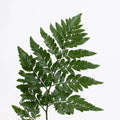Leather Leaf (2 Bunch) - Laflora.ae
