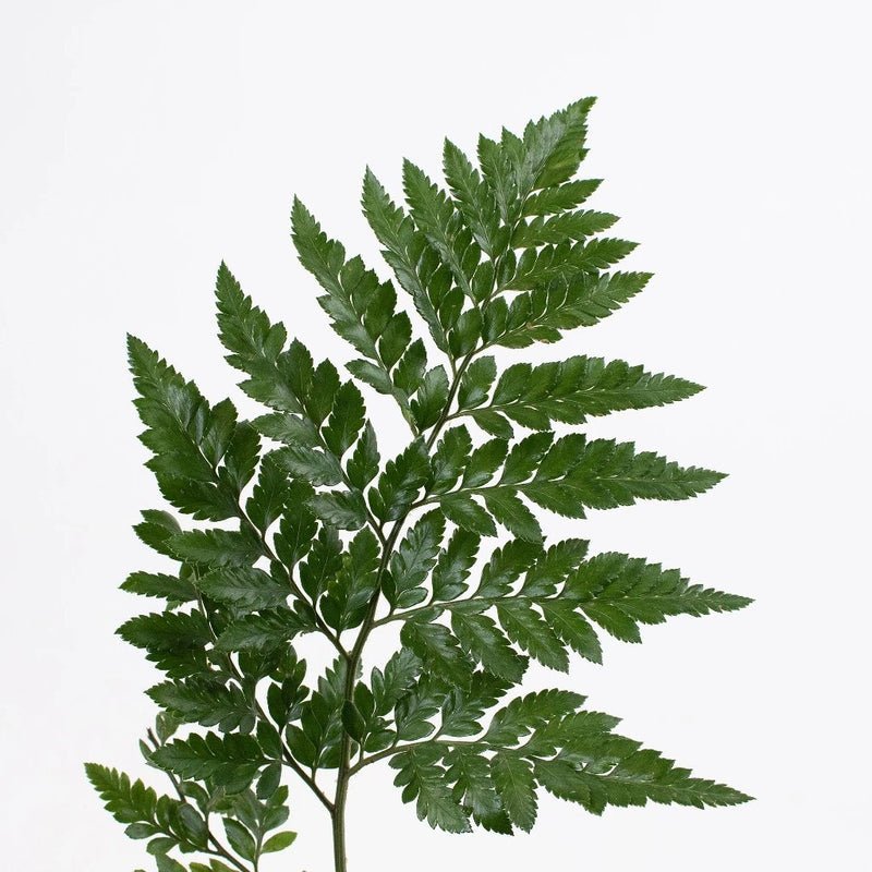 Leather Leaf (2 Bunch) - Laflora.ae