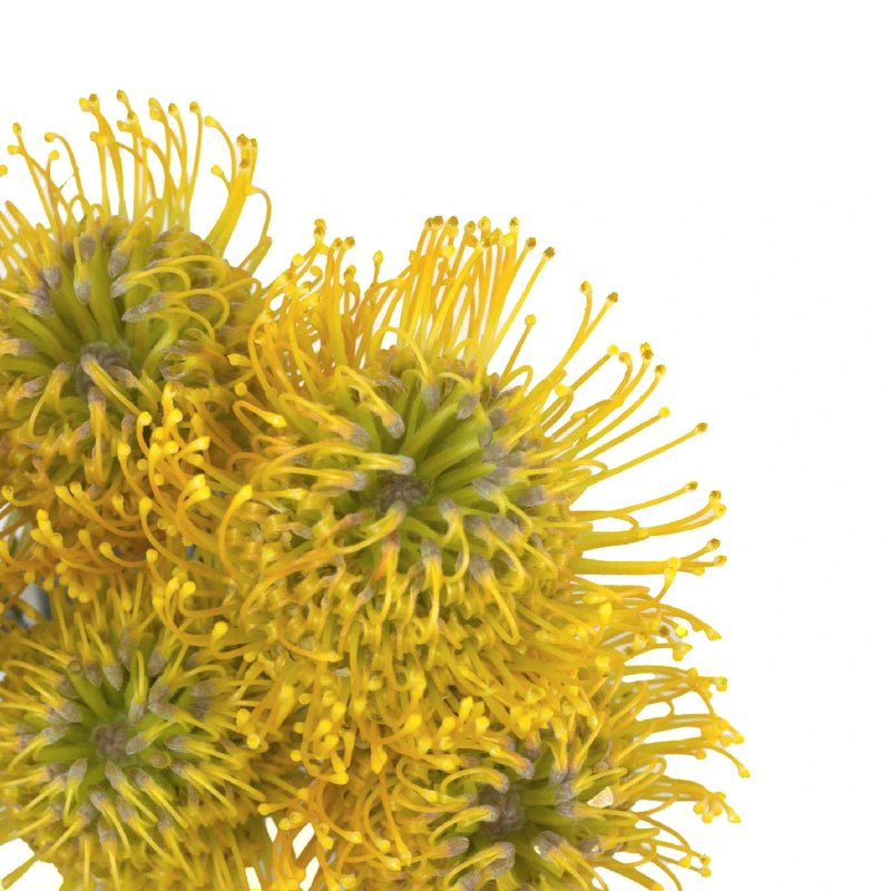 Protea - Lemon Twist Pin Cushion (5 Stems) - Laflora.ae