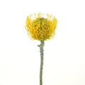 Protea - Lemon Twist Pin Cushion (5 Stems) - Laflora.ae