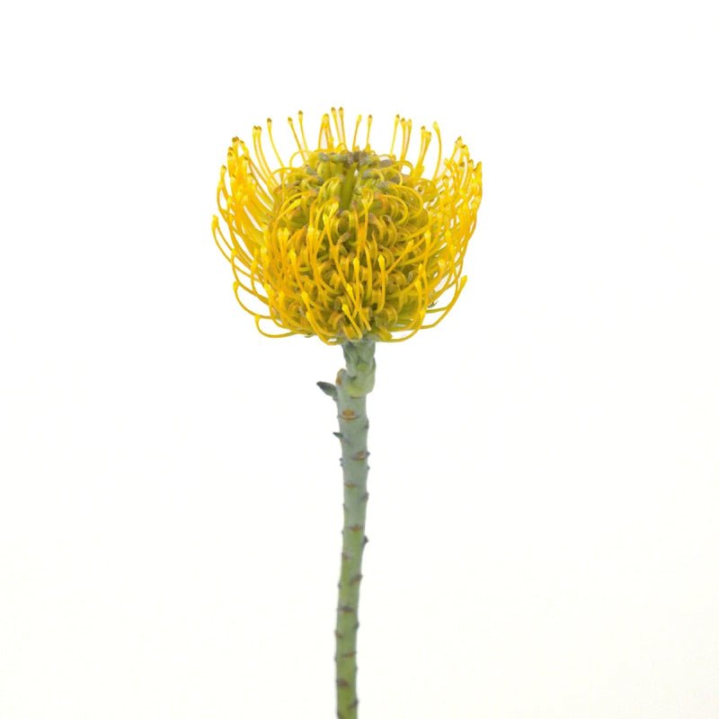 Protea - Lemon Twist Pin Cushion (5 Stems) - Laflora.ae
