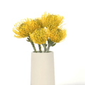Protea - Lemon Twist Pin Cushion (5 Stems) - Laflora.ae