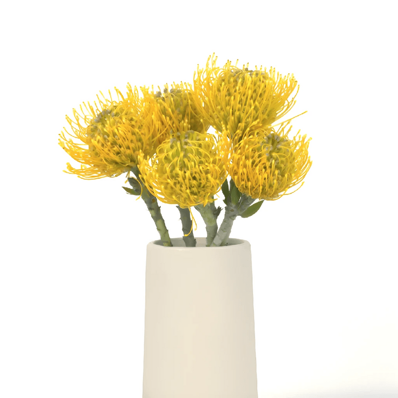 Protea - Lemon Twist Pin Cushion (5 Stems) - Laflora.ae