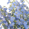 Delphinium - Light Blue (5 Stems) - Laflora.ae