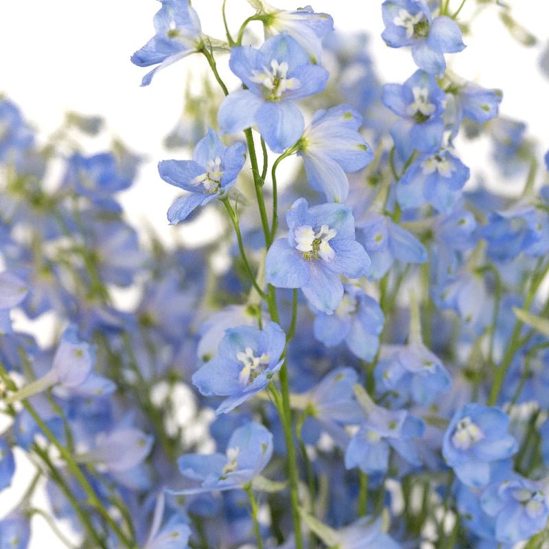 Delphinium - Light Blue (5 Stems) - Laflora.ae