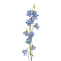 Delphinium - Light Blue (5 Stems) - Laflora.ae