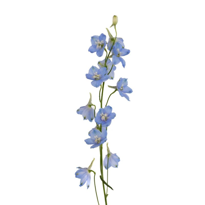 Delphinium - Light Blue (5 Stems) - Laflora.ae