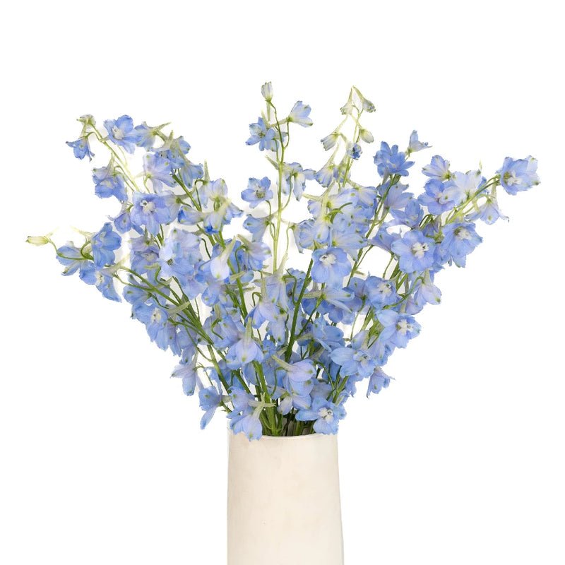 Delphinium - Light Blue (5 Stems) - Laflora.ae