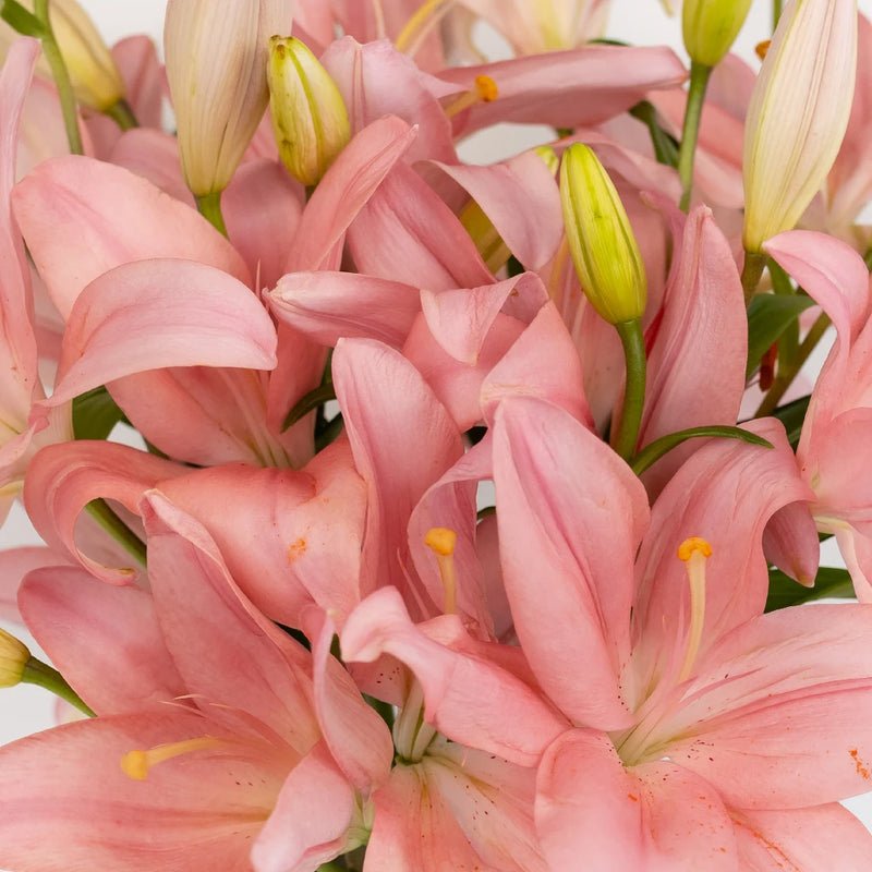 Lily - Light Pink Asiatic (10 Stems) - Laflora.ae
