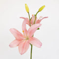 Lily - Light Pink Asiatic (10 Stems) - Laflora.ae
